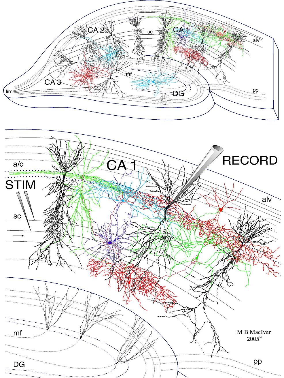 Drawing-of-a-400-µm-thick-rat-hippocampal-slice-used-for-electrophysiological-recordings.