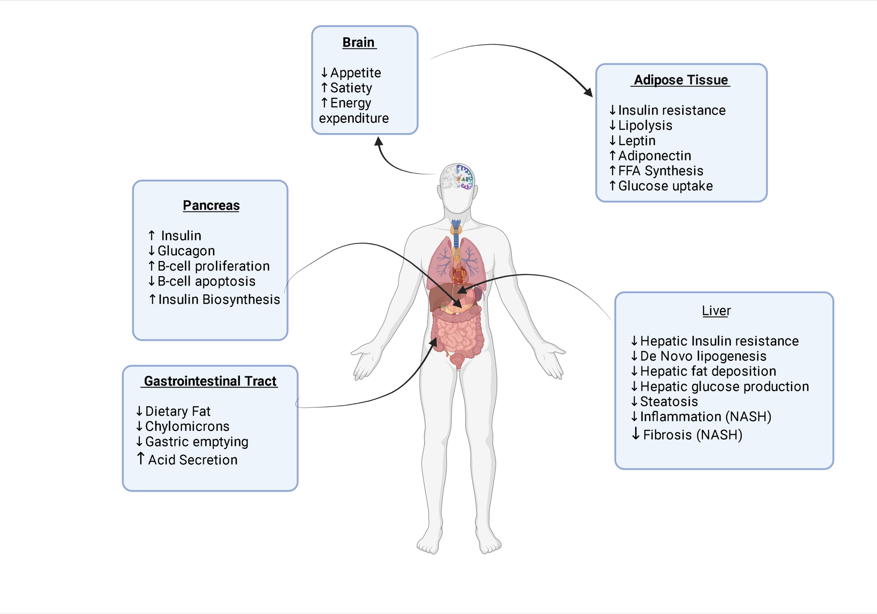 Mechanism Of Action Of Glp Agonists