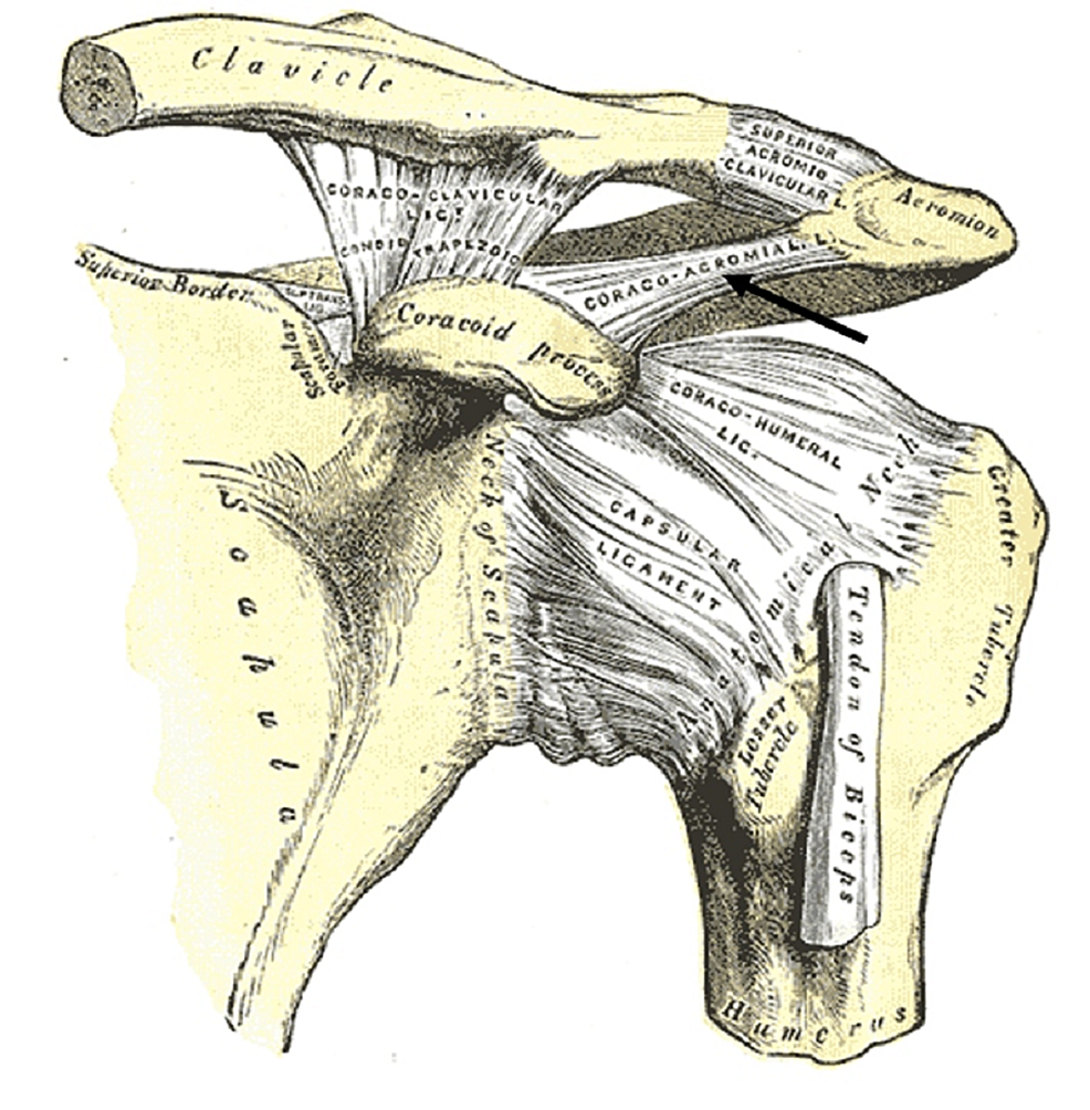 Cureus False Ligaments A Review Of Anatomy Potential Function