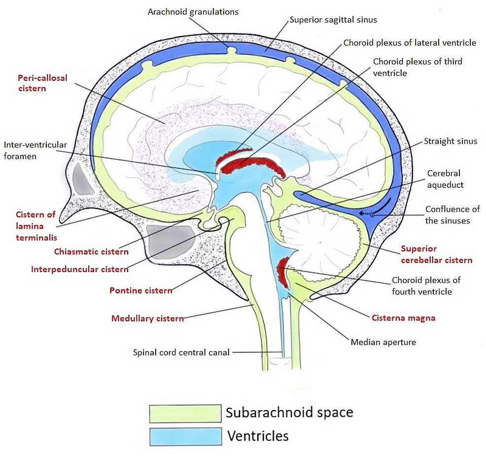 Sagittal Ct Head Corpus Callosum Subarachnoid Cisterns Brain Images