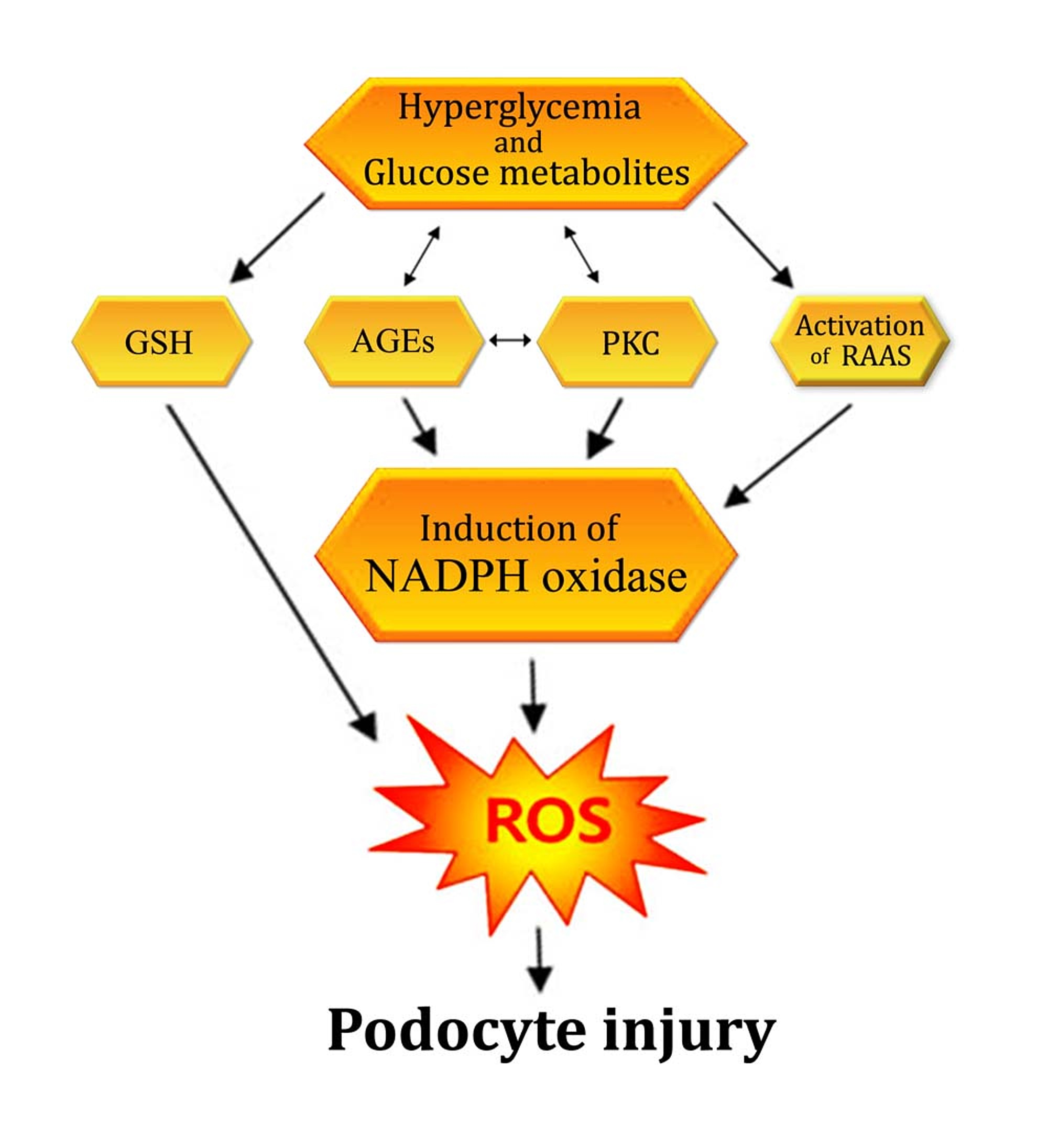 download ocular blood flow