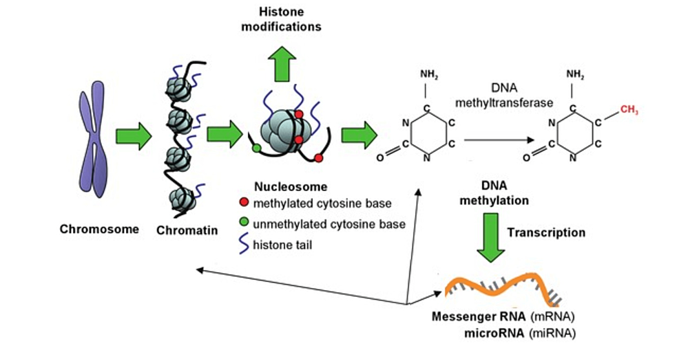 Dna Methylation And Epigenetic Events Underlying Renal Cell Carcinomas