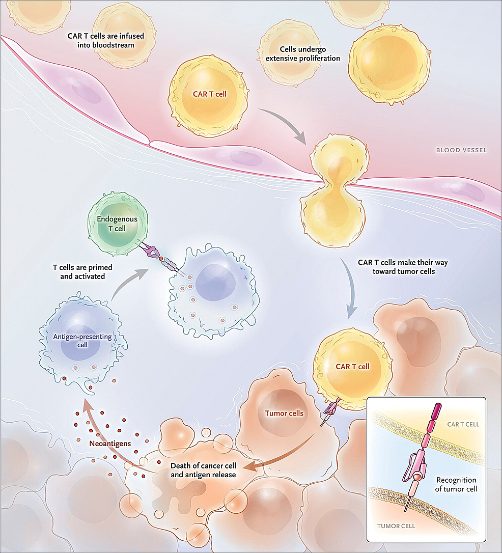 to-tumor-and-proliferating-extensively-after-infusion