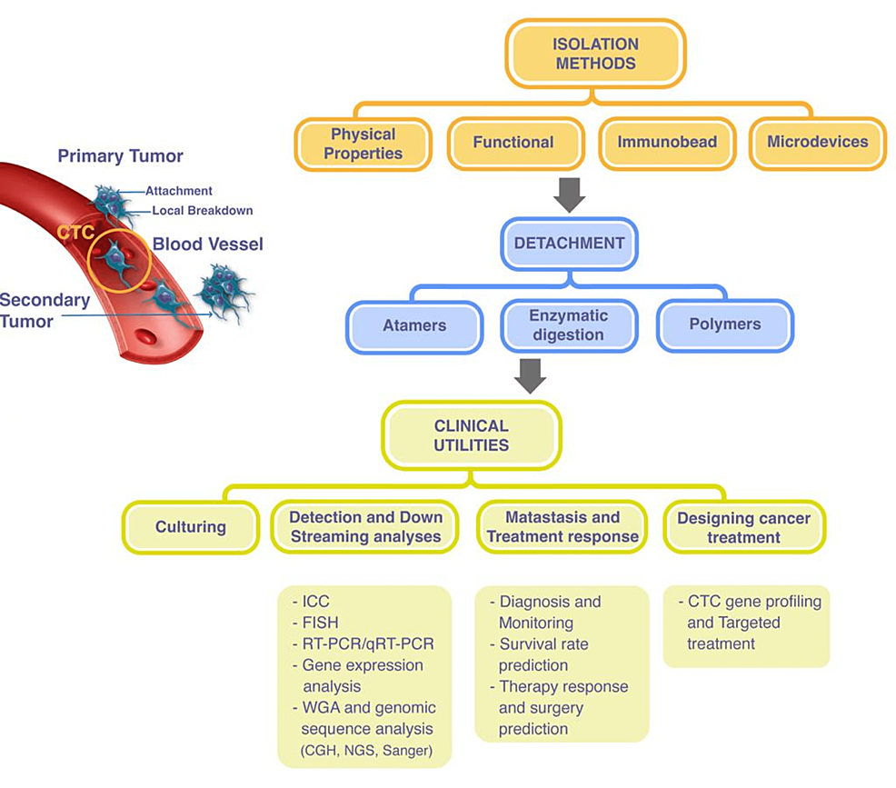 Cureus The Role Of Liquid Biopsy In The Diagnosis And Prognosis Of