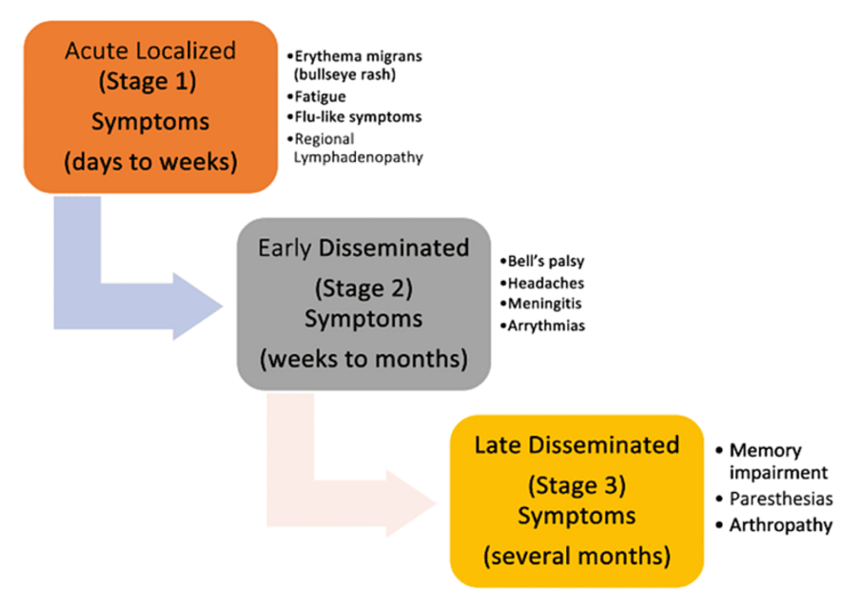 A Comprehensive Review Of Lyme Disease A Focus On Cardiovascular