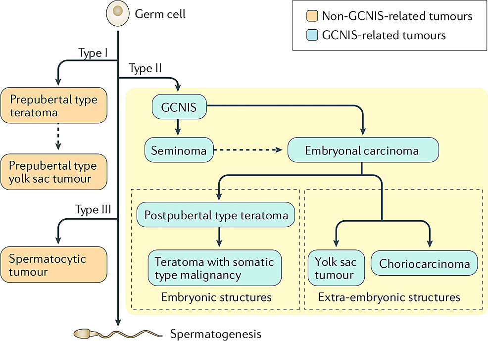 Cureus | Unusual Chemotherapeutic Resistant Testicular Embryonal Germ ...