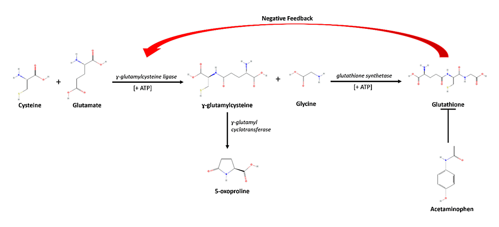 glutathione niacinamide arbutin Glutathione system enhancement for cardiac protection: pharmacological  options against oxidative stress and ferroptosis main image 1