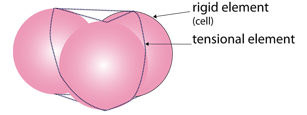 Schematic-representation-of-a-tensegrity-element-at-cell-scale