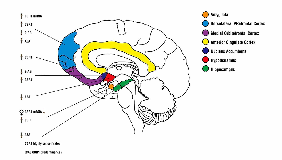 Cureus | Depression Onset in Long-term Adolescent Cannabinoid Use: A ...