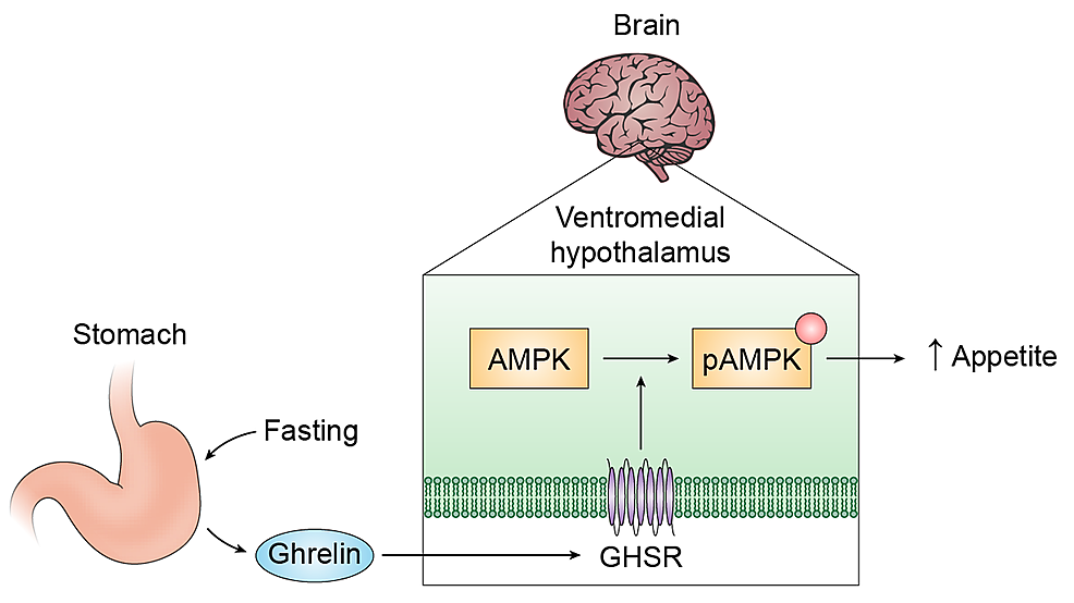 The Physiological Role of Ghrelin in the Regulation of Energy and Glucose  Homeostasis