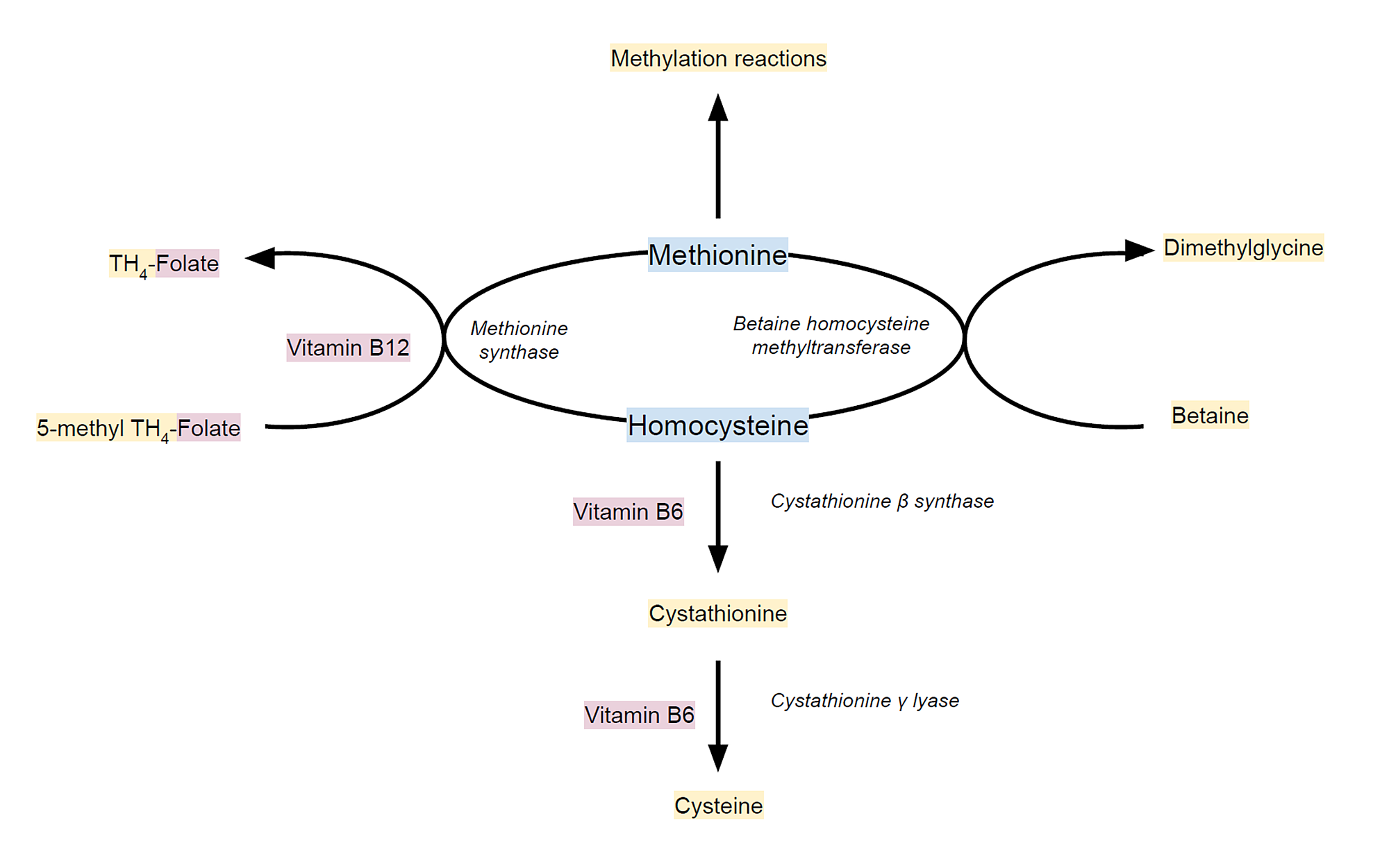 Cureus | Hyperhomocysteinemia And Pulmonary Embolism In A Young Male