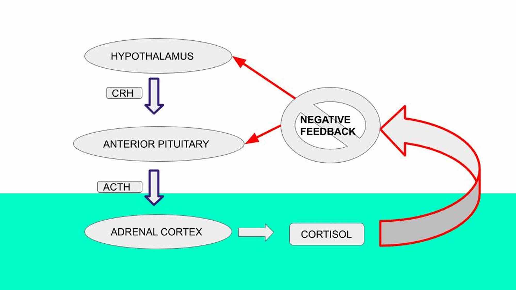 Cureus Nivolumab Induced Adrenal Insufficiency Rare Sideeffect of a