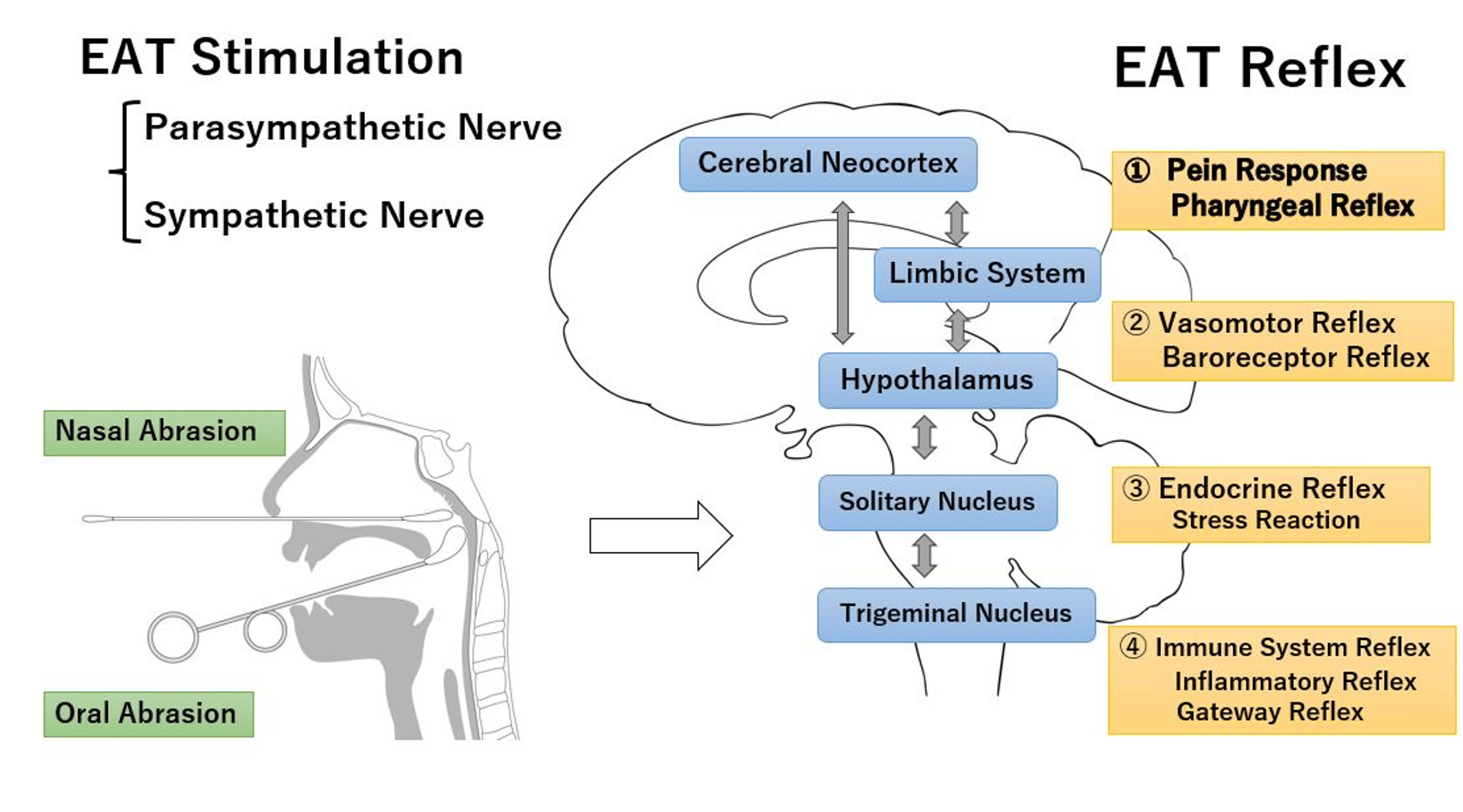 Autonomic Stimulation Action of EAT (Epipharyngeal Abrasive Therapy) on