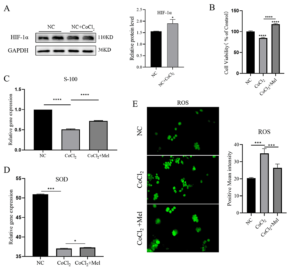 Melittin, in vitro nükleer faktör-kappa B aracılı inflamatuar yanıtı azaltmak için interlökin-1 tip 1 reseptörünü hedefleyerek Schwann hücrelerinde oksidatif stres hasarını hafifletir.