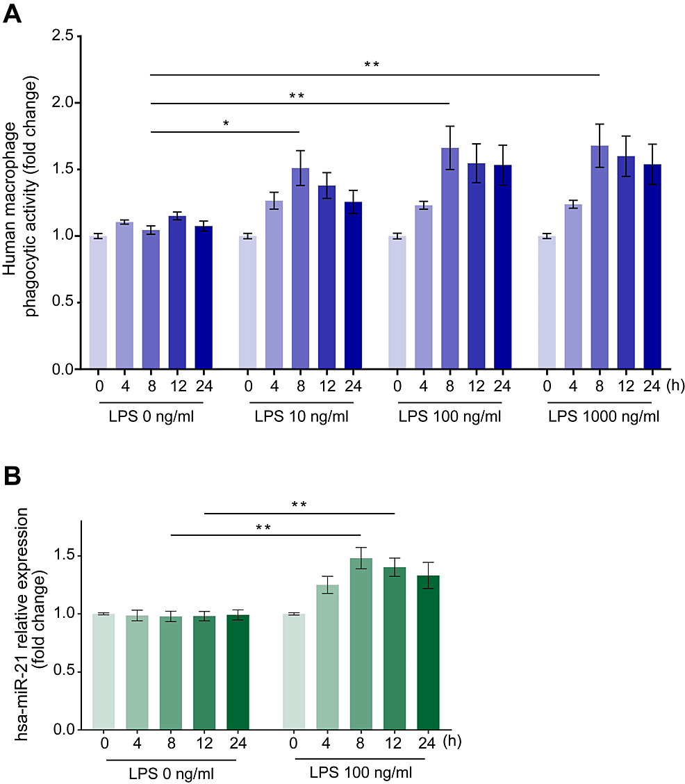 Time-course-changes-in-the-phagocytic-activity-of-human-macrophages-on-Escherichia-coli-particles-and-miR-21-expression-changes-in-human-macrophages-after-stimulation-with-various-LPS-concentrations.-