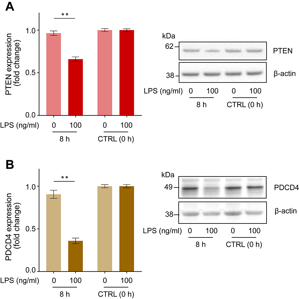 LPS-induced-changes-in-PTEN-and-PDCD4-protein-expression-in-human-macrophages.