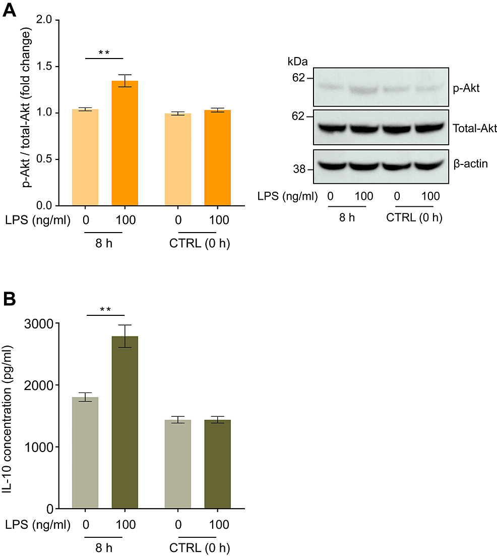 Lipopolysaccharide-(LPS)-induced-changes-in-Akt-phosphorylation-in-human-macrophages-and-IL-10-concentrations-in-the-culture-medium.-