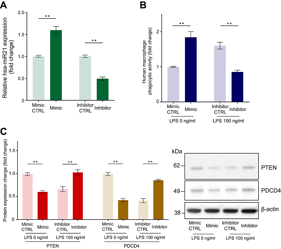 The-effect-of-miR-21-mimic-transfection-and-miR-21-inhibitor-transfection-on-miR-21-expression-level,-phagocytic-activity,-and-PTEN-and-PDCD4-expression-in-human-macrophages.