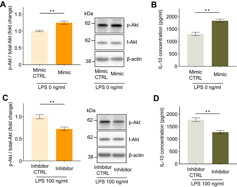 Effect-of-miR-21-mimic-or-miR-21-inhibitor-transfection-on-the-intracellular-phosphorylation-status-of-Akt-and-IL-10-secretion-in-human-macrophages.