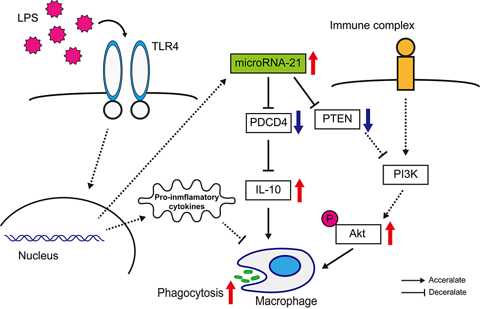 A-hypothetical-model-for-the-role-of-miR-21-in-regulating-intracellular-pathways-involved-in-phagocytosis-within-human-macrophages.-