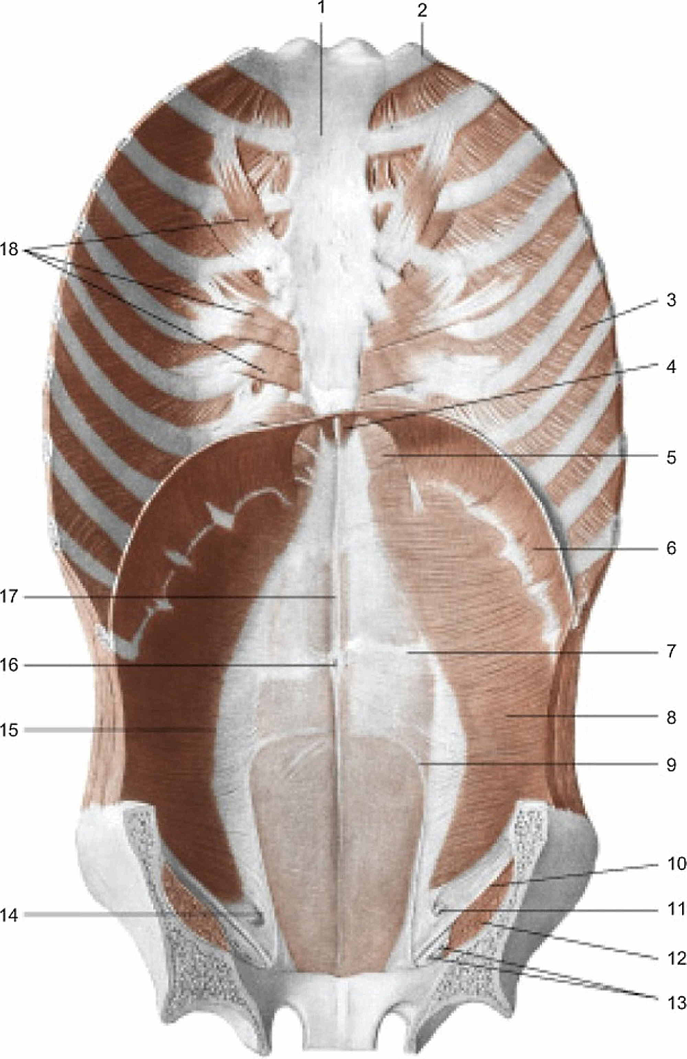 Muscles-of-the-anterior-wall-of-the-trunk;-view-from-inside