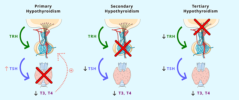 cjc 1295 and ipamorelin benefits cjc-1295 ipamorelin growth hormone release CJC-1295/Ipamorelin Benefits, Side Effects, and Cost: The Complete cjc 1295 and ipamorelin benefits cjc-1295 ipamorelin growth hormone release CJC-1295/Ipamorelin Benefits, Side Effects, and Cost: The Complete