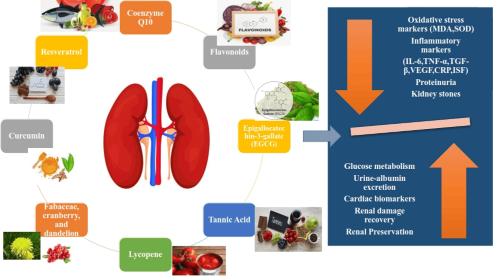 glutathione and kidney stones Exploring the Renoprotective Potential of Bioactive Nutraceuticals in Chronic Disease Progression: A Narrative Review bpc 157 stand for