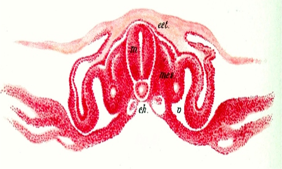 Further-Development-of-the-Chick-Notochord-(ch)-and-Illustration-of-the-Neural-Tube-(m),-and-Overlying-Surface-Ectoderm-(ect)-(Jakob’s-Atlas-of-the-Nervous-System,-1901)