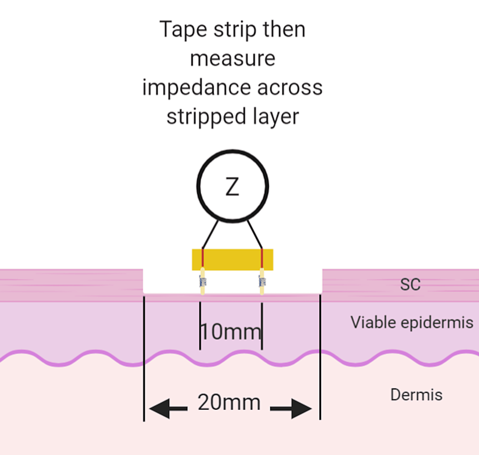 Characterising Skin Electrical Impedance Using Tape Stripping Methods: A  Bioelectrical Study of a Porcine Model | Cureus