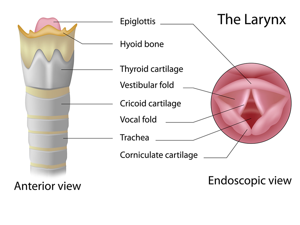 Anatomy-of-the-larynx