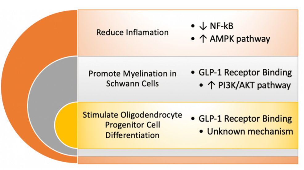 glp 1 and ms The Role of Glucagon-Like Peptide-1 Agonists in the Treatment of Multiple  Sclerosis: A Narrative Review