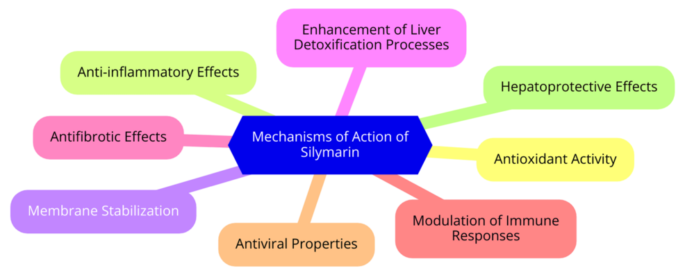 liver detoxification pathways diagram phase 1 phase 2 silymarin antioxidant effect