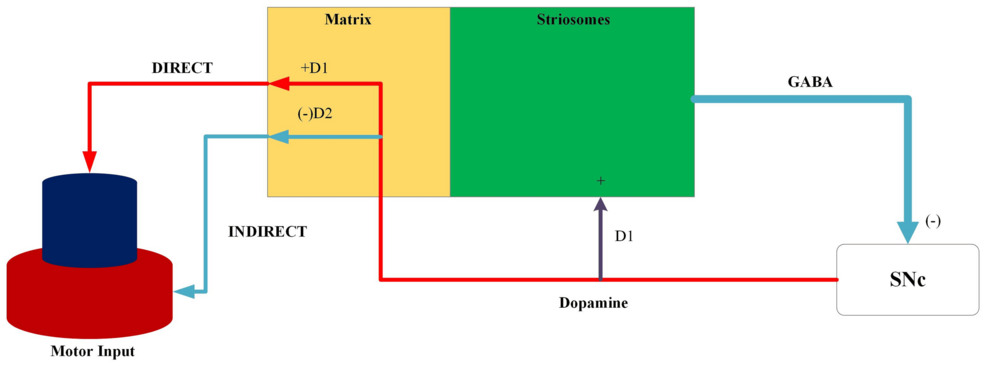 Three-compartmental-model-of-basal-ganglia-circuit-with-direct-and-indirect-motor-outputs.-