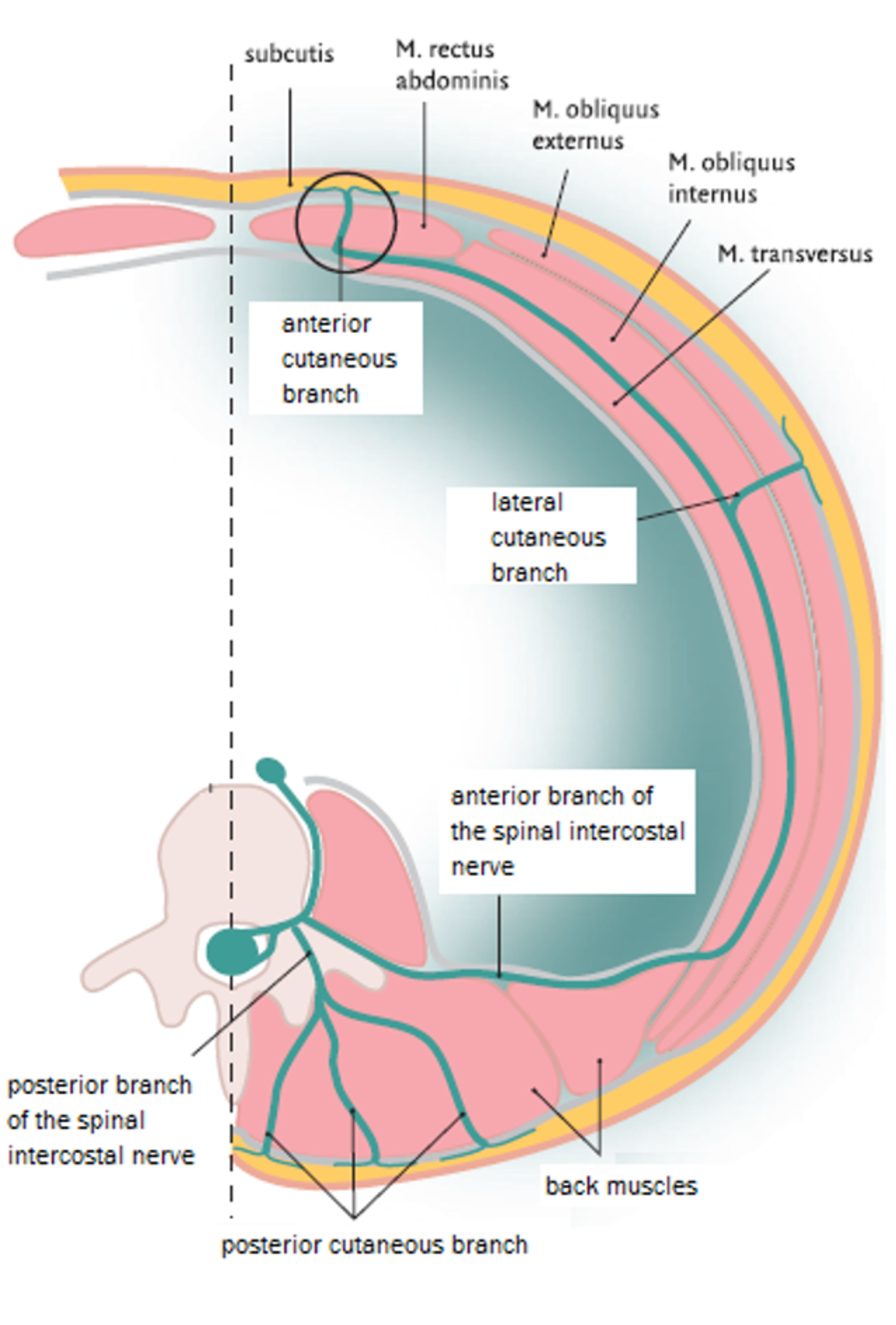 Anterior Cutaneous Nerve Entrapment Syndrome Nyc Acne