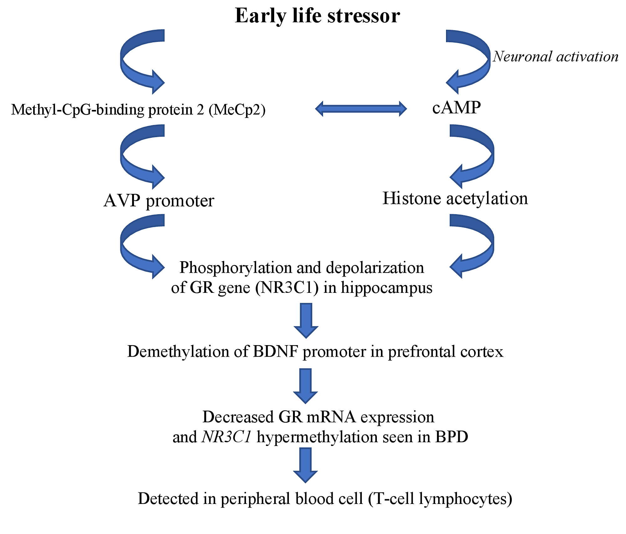 Cureus From Child Abuse To Developing Borderline Personality Disorder Into Adulthood Exploring The Neuromorphological And Epigenetic Pathway