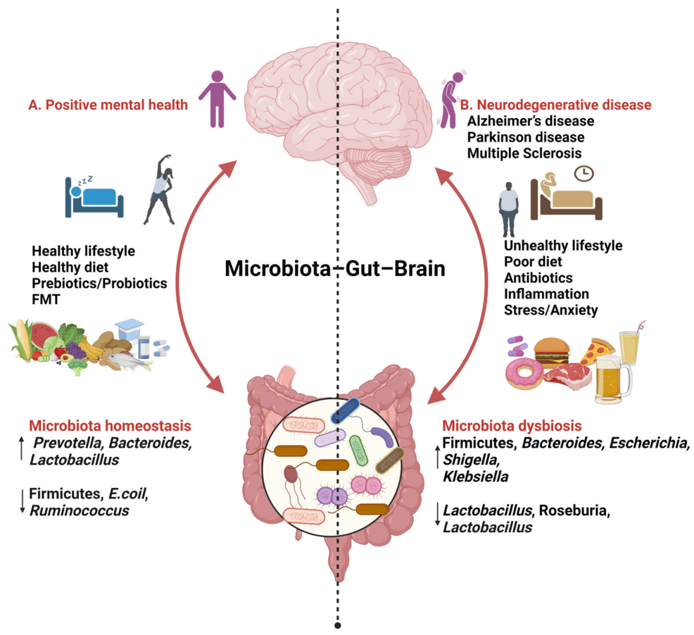 l-carnitine adhd reddit The Role of Gastrointestinal Dysbiosis and Fecal Transplantation in Various  Neurocognitive Disorders