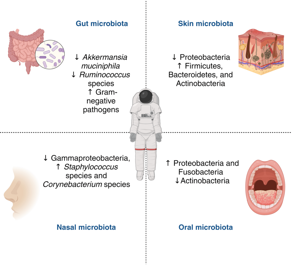 Pilots, Astronauts, and the Aerospace Microbiota: A