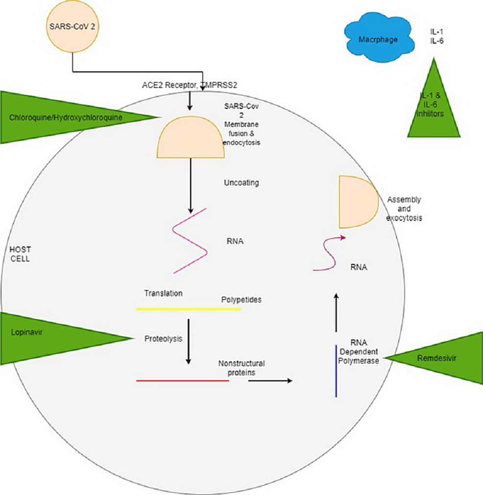 SARS-CoV-2-infecting-host-cell