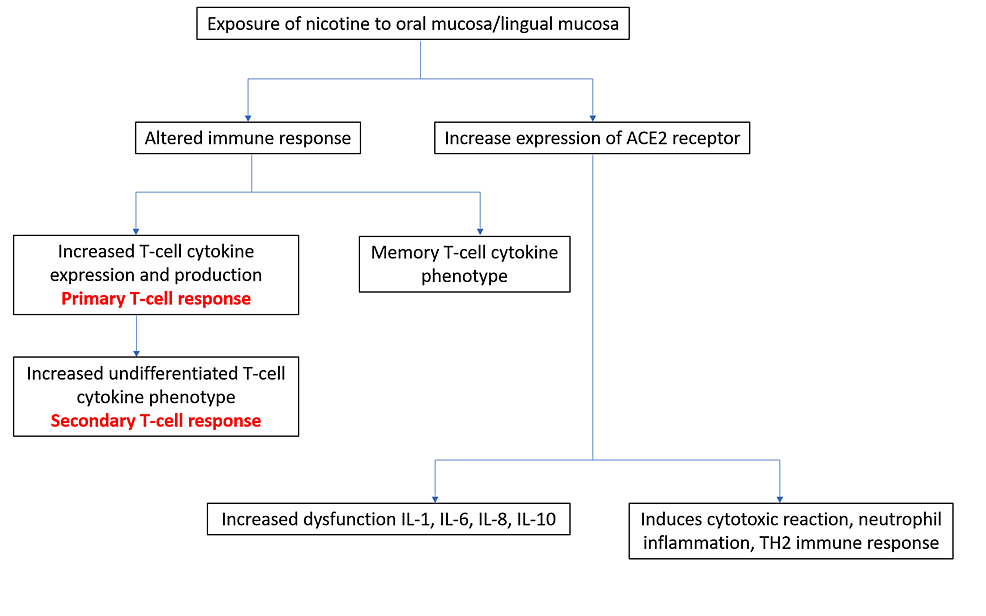 Cureus Covid 19 In Smokeless Tobacco Habitues Increased Susceptibility And Transmission