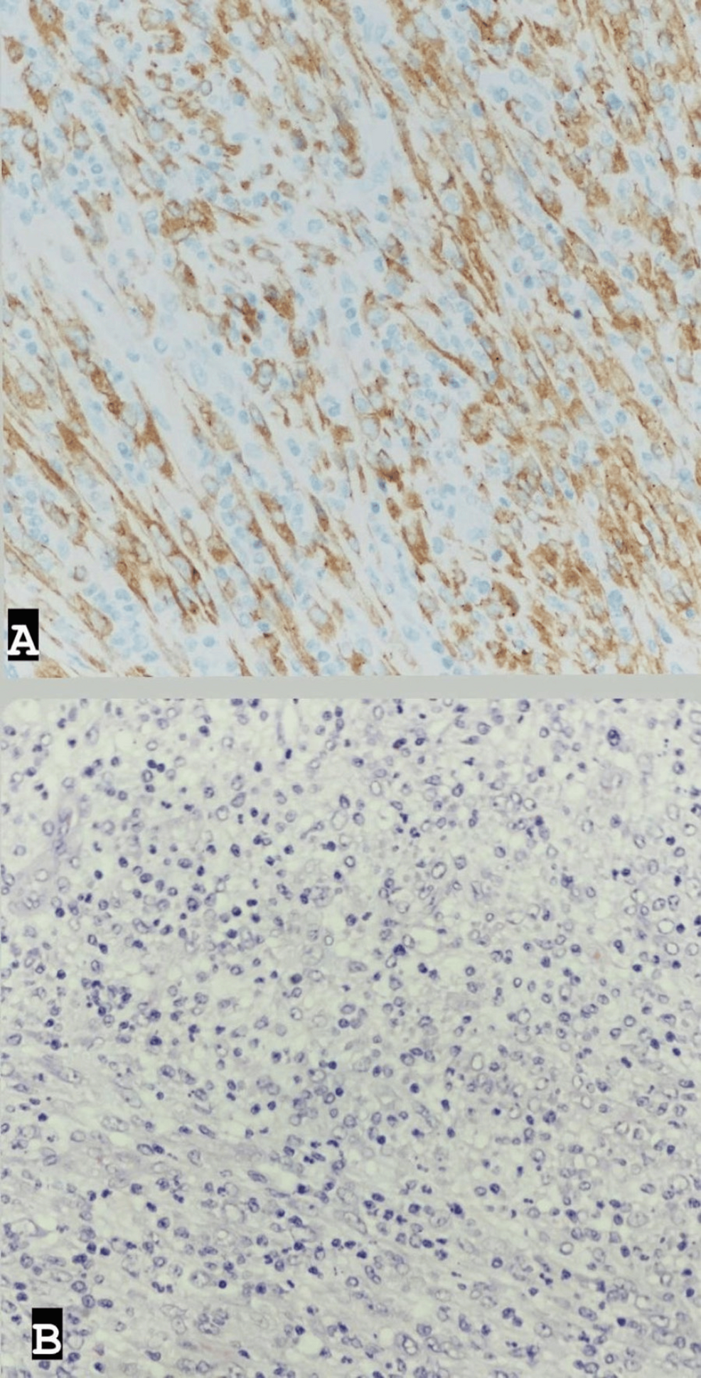 Histopathological-sections- Histopathological-sections-