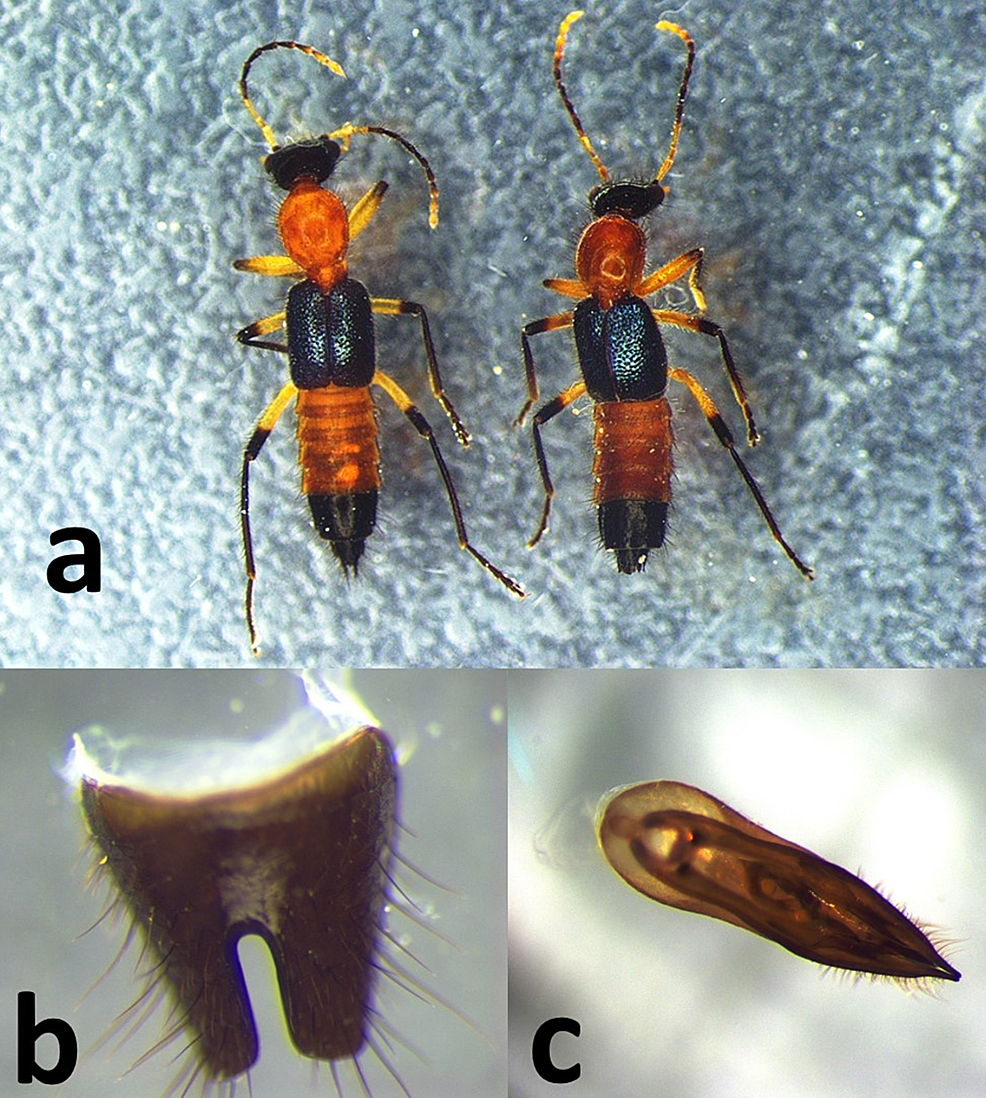 Entomological-findings-and-morphological-characteristics-for-genus-identification.-(a)-Male-and-female-of-Paederus-captured-in-Darien.-(b)-labrum.-(c)-reproductive-male-structures.