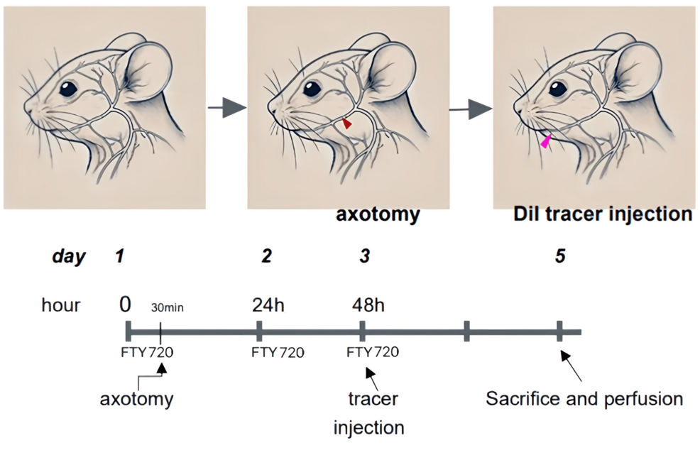 Experimental-outline-of-the-inferior-alveolar-nerve-injury-model