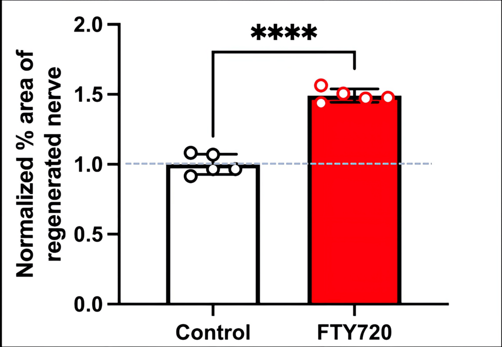 Normalized-%-area-of-the-regenerated-nerve-stained-with-S100β-in-the-control-(saline)-and-FTY720-groups