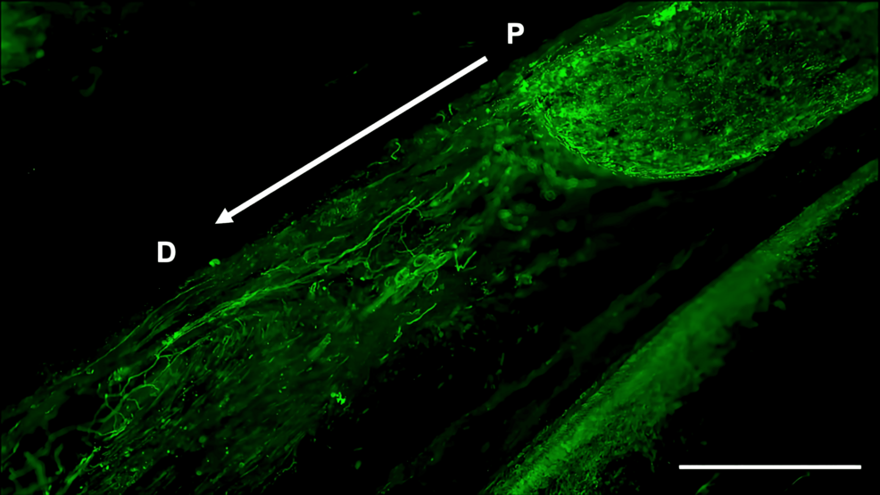 Immunohistochemistry-of-β3-tubulin-in-the-inferior-alveolar-nerve-from-the-FTY720-group