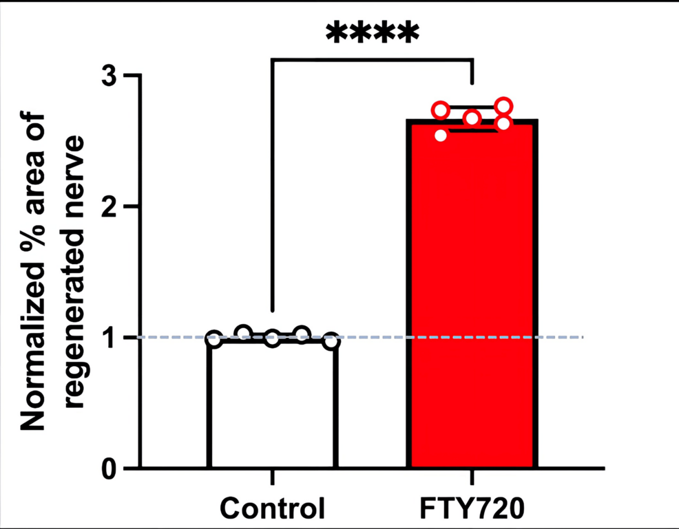 Normalized-%-area-of-regenerated-nerves-stained-with-β3-tubulin-in-the-control-(saline)-and-FTY720-groups