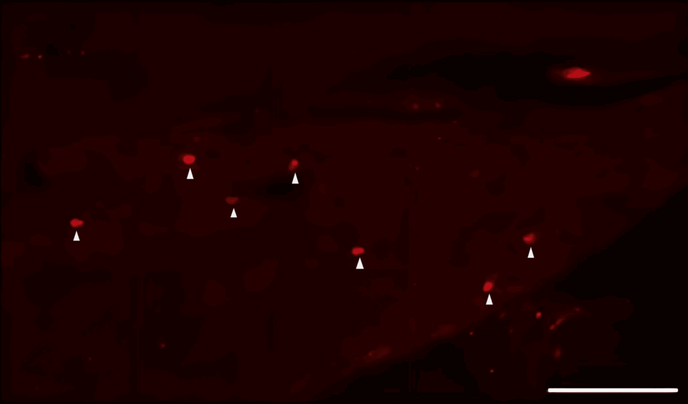 -Fluorescence-image-of-neuronal-tracer-DiI-positive-neurons-in-the-trigeminal-ganglion-from-the-NIBR-0213-group