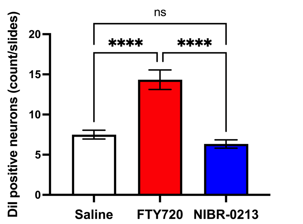 -Quantification-of-Dil-positive-neurons-in-the-TG-among-the-three-treatment-groups.-