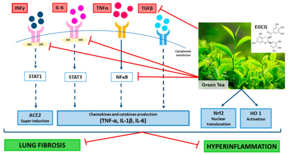Mechanisms-of-the-potential-beneficial-effects-of-green-tea-extract-and-epigallocatechin-3-gallate-(EGCG)-in-patients-with-coronavirus-disease-(COVID-19)