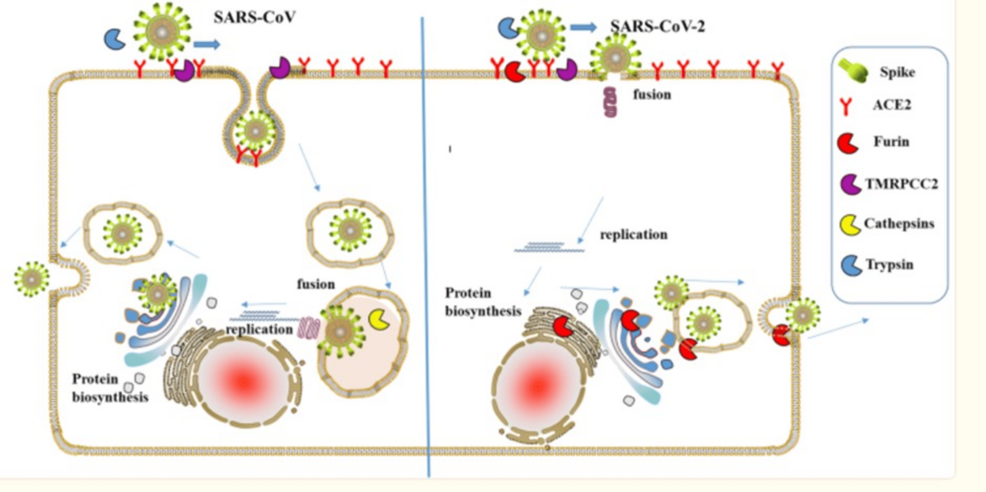 Furin-involvement-in-SARS-CoV-attachment-and-replication