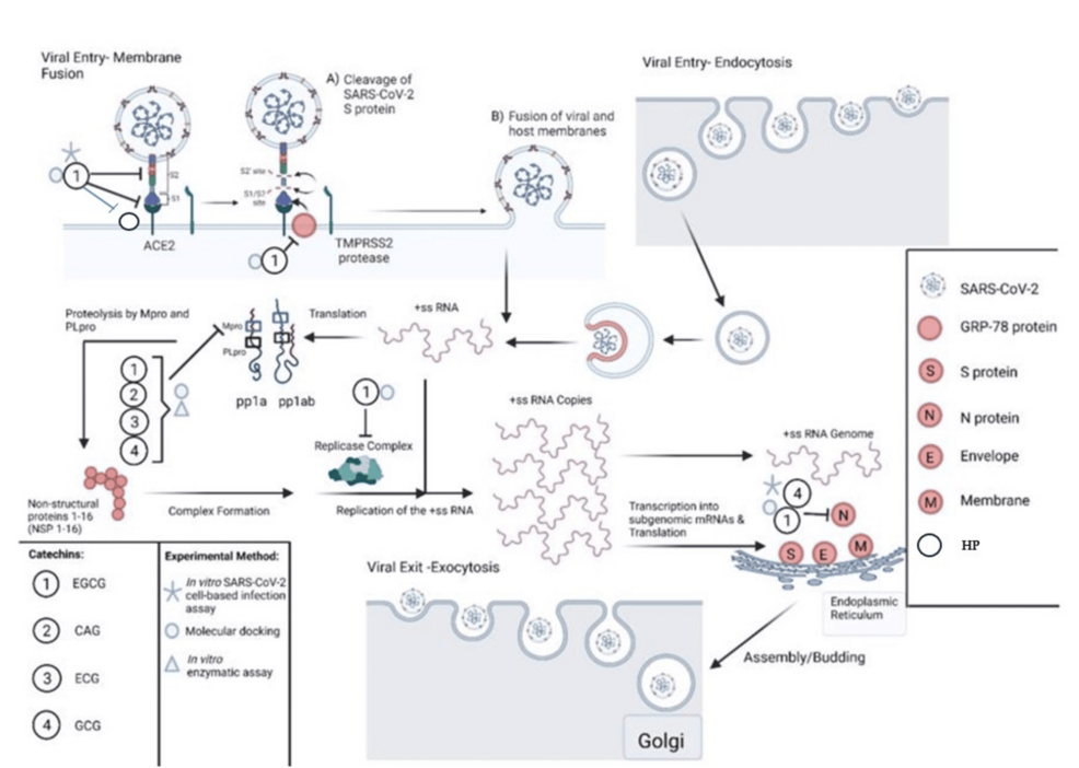 COVID-19-Pathophysiology-and-EGCG-Interaction